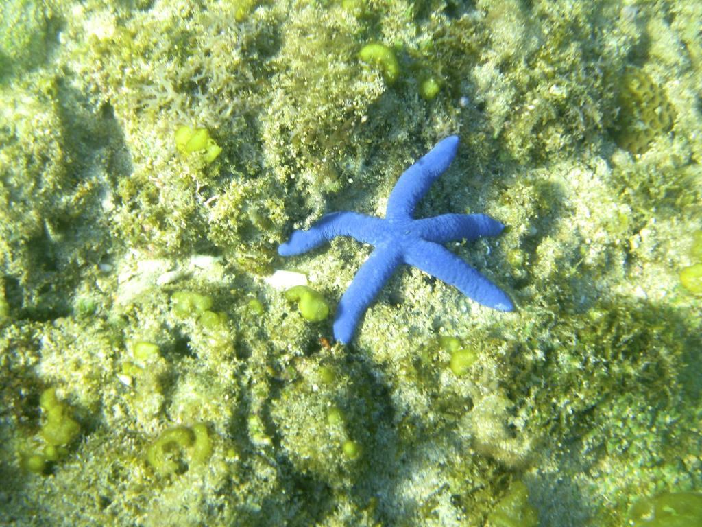 Blue Seastar Cottages Agpudlos Eksteriør bilde